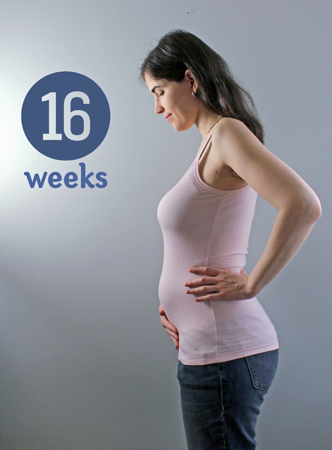 pols Vooroordeel kopen 16 weeks pregnant ~ ElephantEats.com